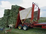 "The dogs made me stockpile the hay in specific locations around the ranch."