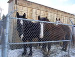 Horses have to be kept under maximum security.