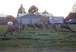 Deer won't let residents leave